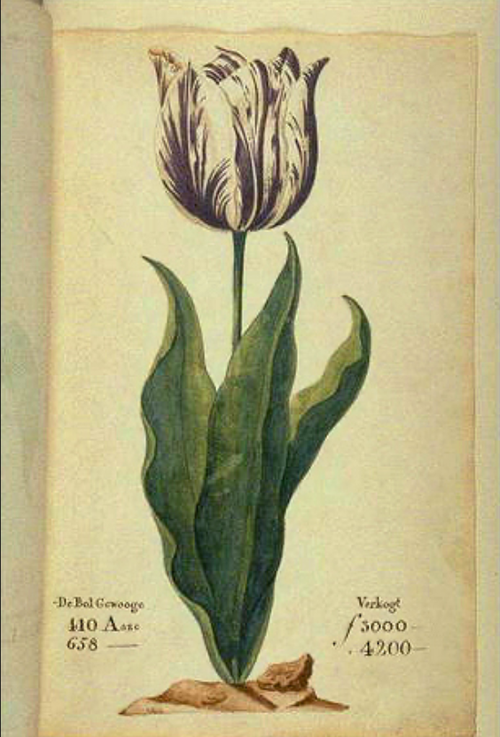 holland tulipán.png